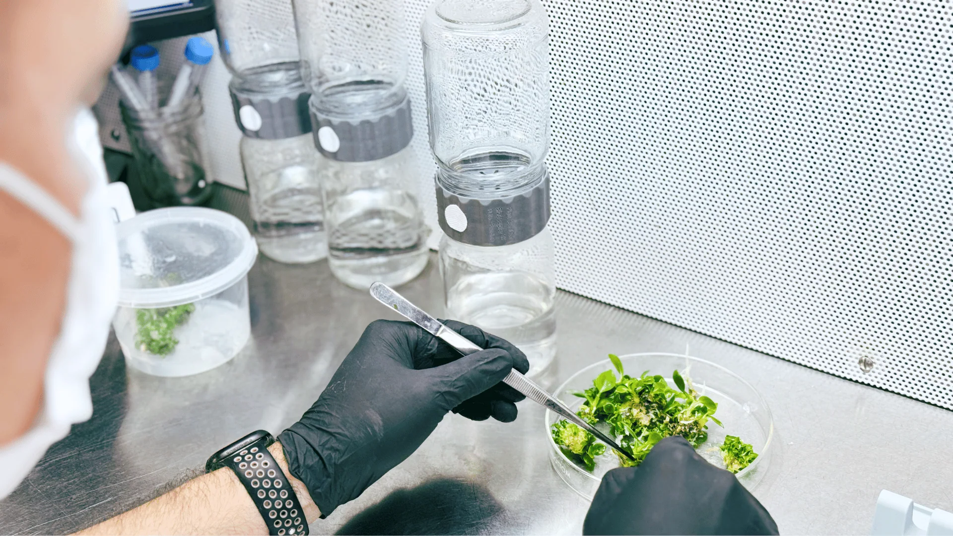Online LIVE Tissue Culture Master Class - Image 3