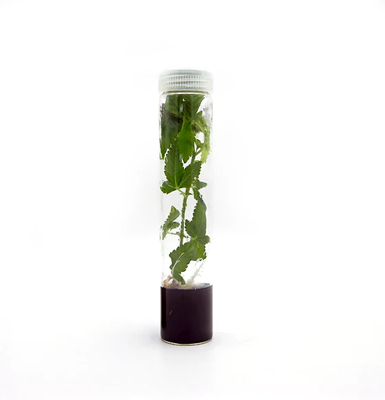 Roots™ Tissue Culture Media - Image 3