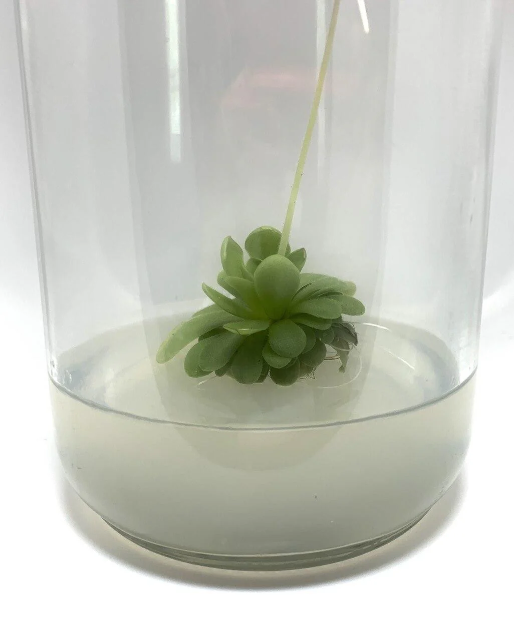 Supreme TC Grade Agar - Image 4